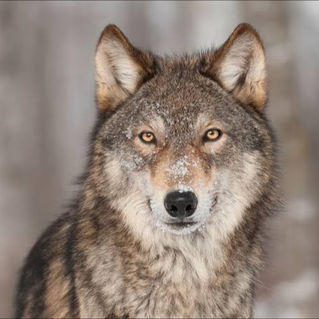 @wolframz